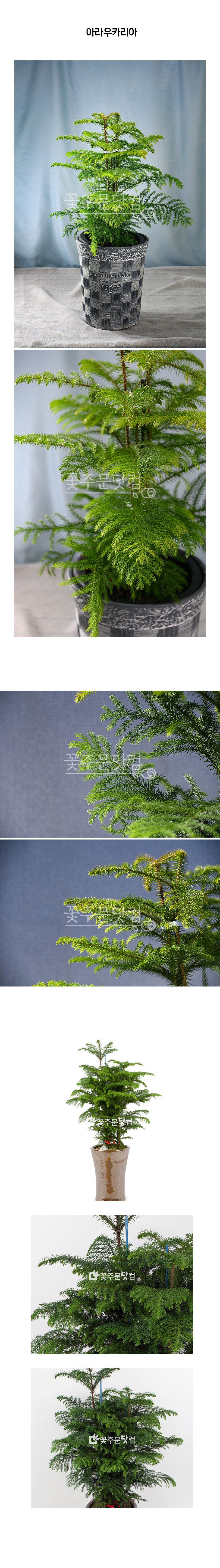 아레오카리아 삼나무 화분 전국 당일 신속배송