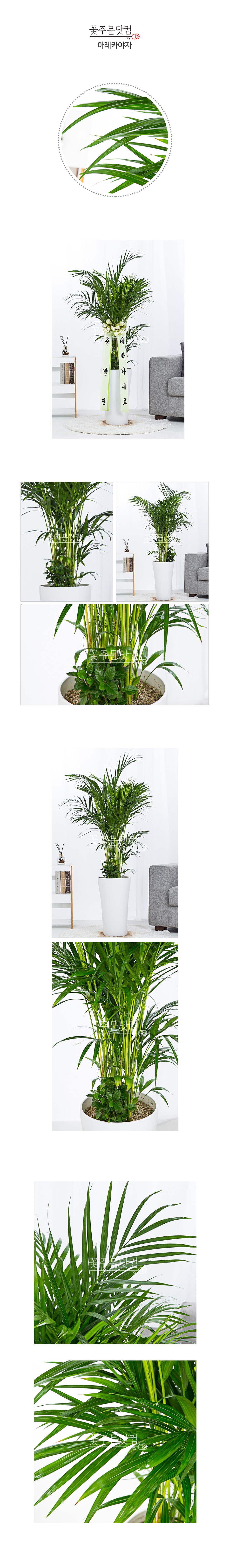 천연가습기 아레카야자 강남 서초 거실화분 배송