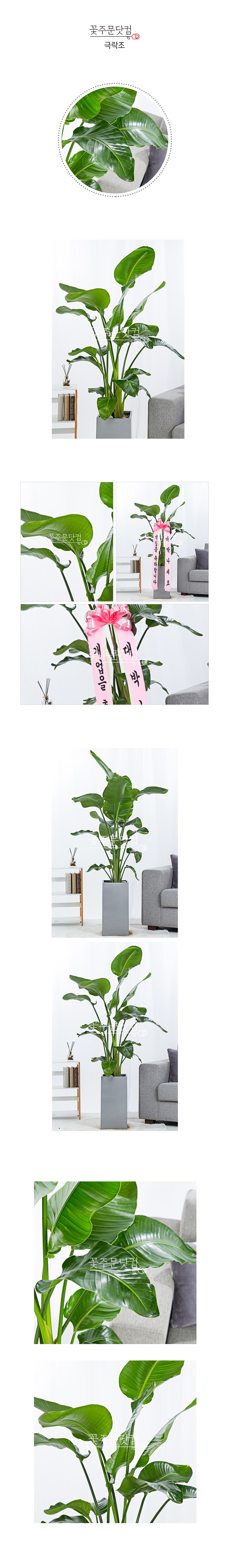 여의도 마포 카페인테리어 화분 극락조 전국꽃배달