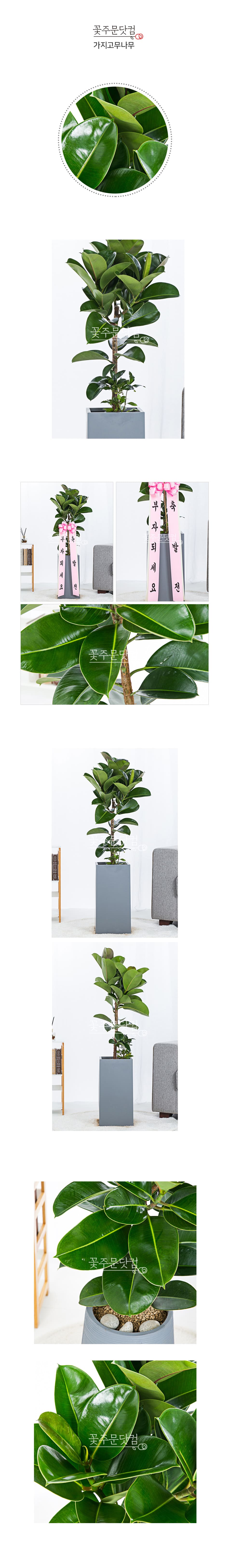 예쁜 수형 고무나무 화분 전국 당일배송 꽃주문닷컴