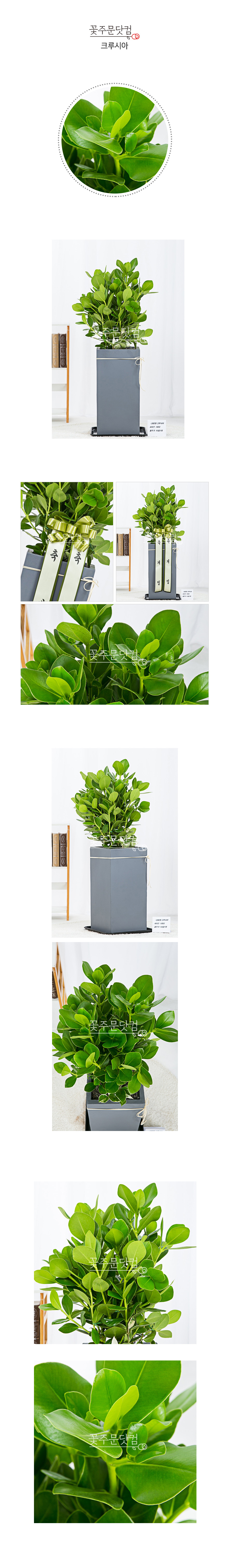 세종시 카페 개업선물 크루시아 화분 당일배송