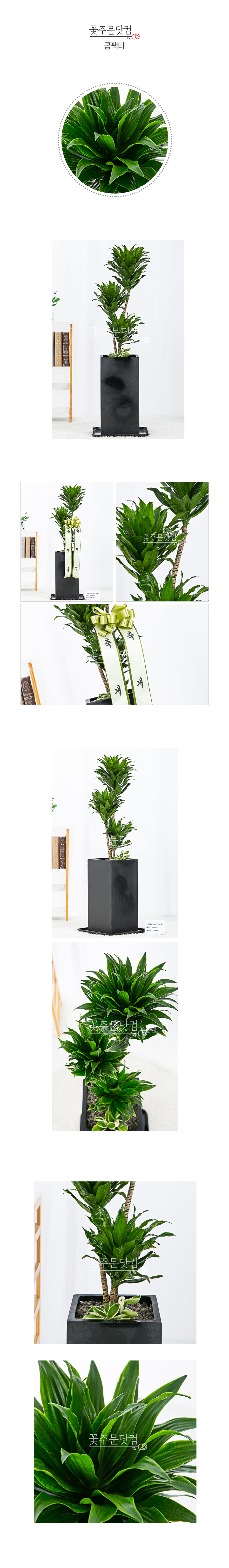 초보자 추천 식물 콤팩타 전국 당일 꽃배달 서비스