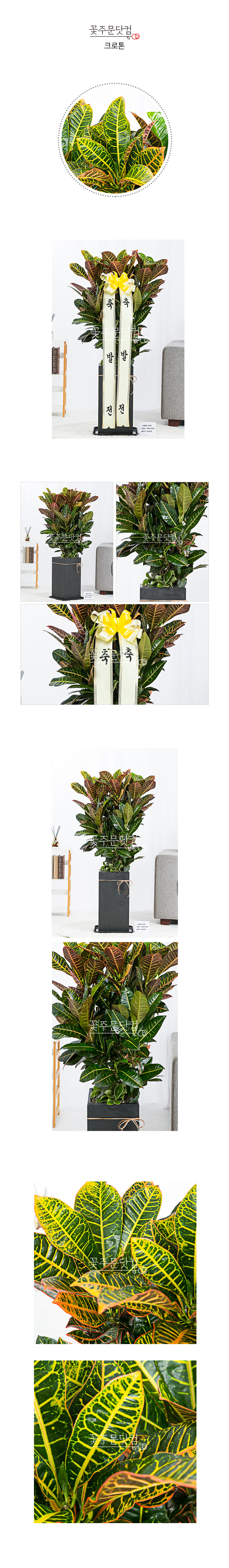 전국 꽃배달 서비스 크로톤 인테리어 관엽식물