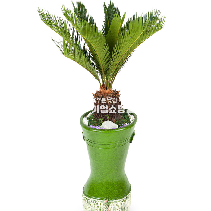 야자식물 소철 화분 인테리어 전국 꽃배달