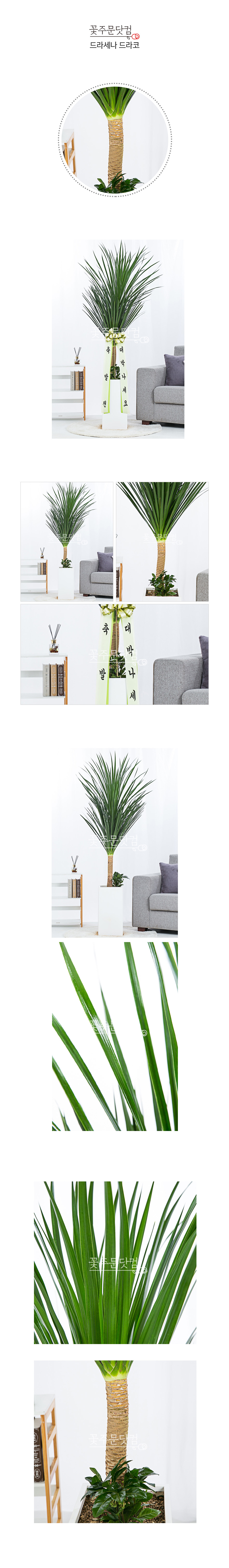 카페 매장 드라코 화분 강남 서초 홍대 신속배송