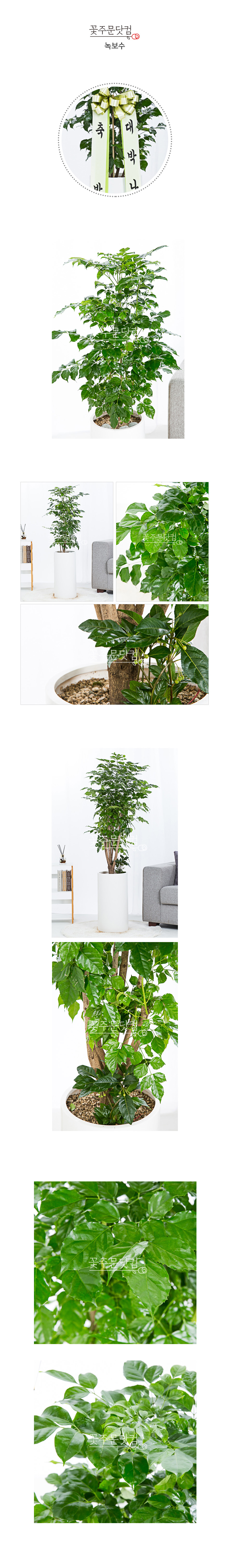 녹보수 화분 선물 서울 경기 인천 전국 당일배송