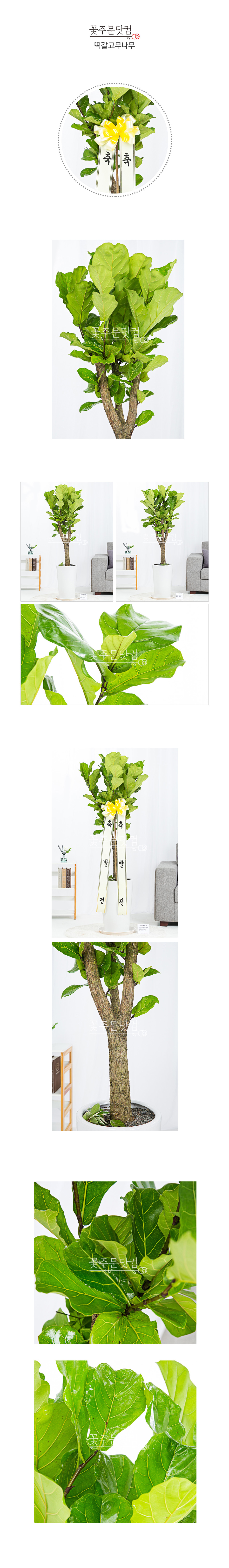 떡갈고무나무 관엽식물 전국 꽃배달 당일배송 서비스