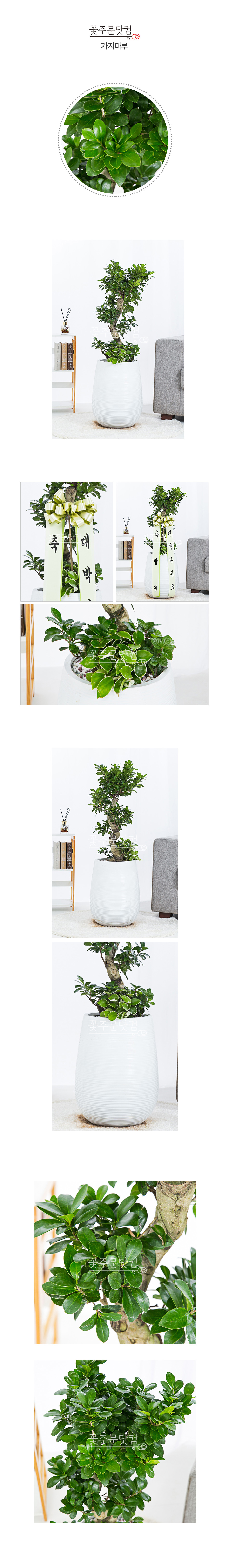 인삼벤자민 가지마루 화분 전국 꽃배달 당일서비스