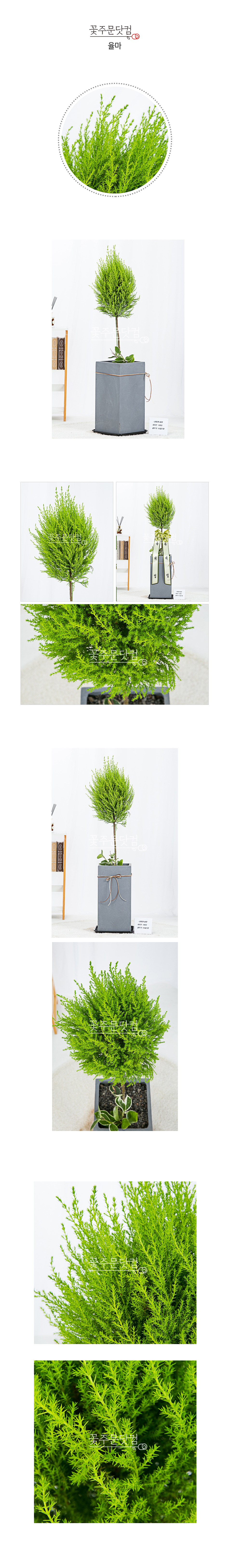 율마 허브식물 배송 수도권 당일 꽃배달 꽃주문닷컴