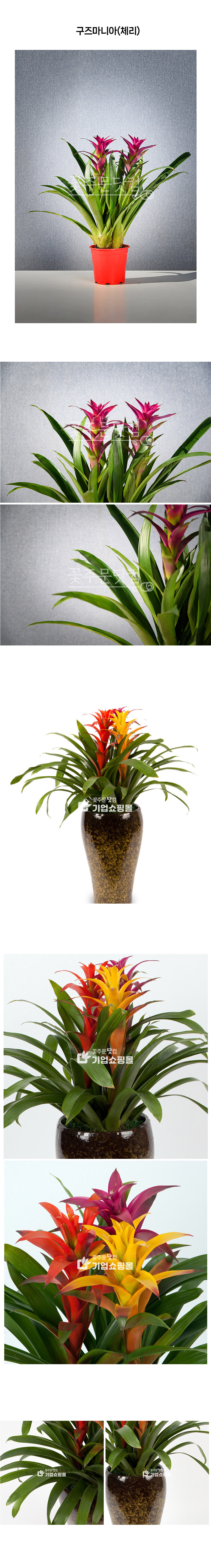 강남 여의도 개업화분 배송 구즈마니아 체리 화려한 실내 꽃식물 당일배송