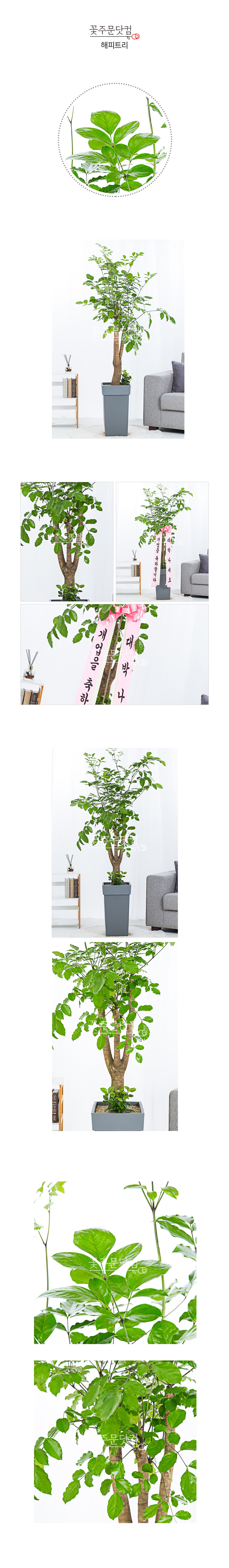 인천 수원 집들이선물 해피트리 행복나무 전국배송