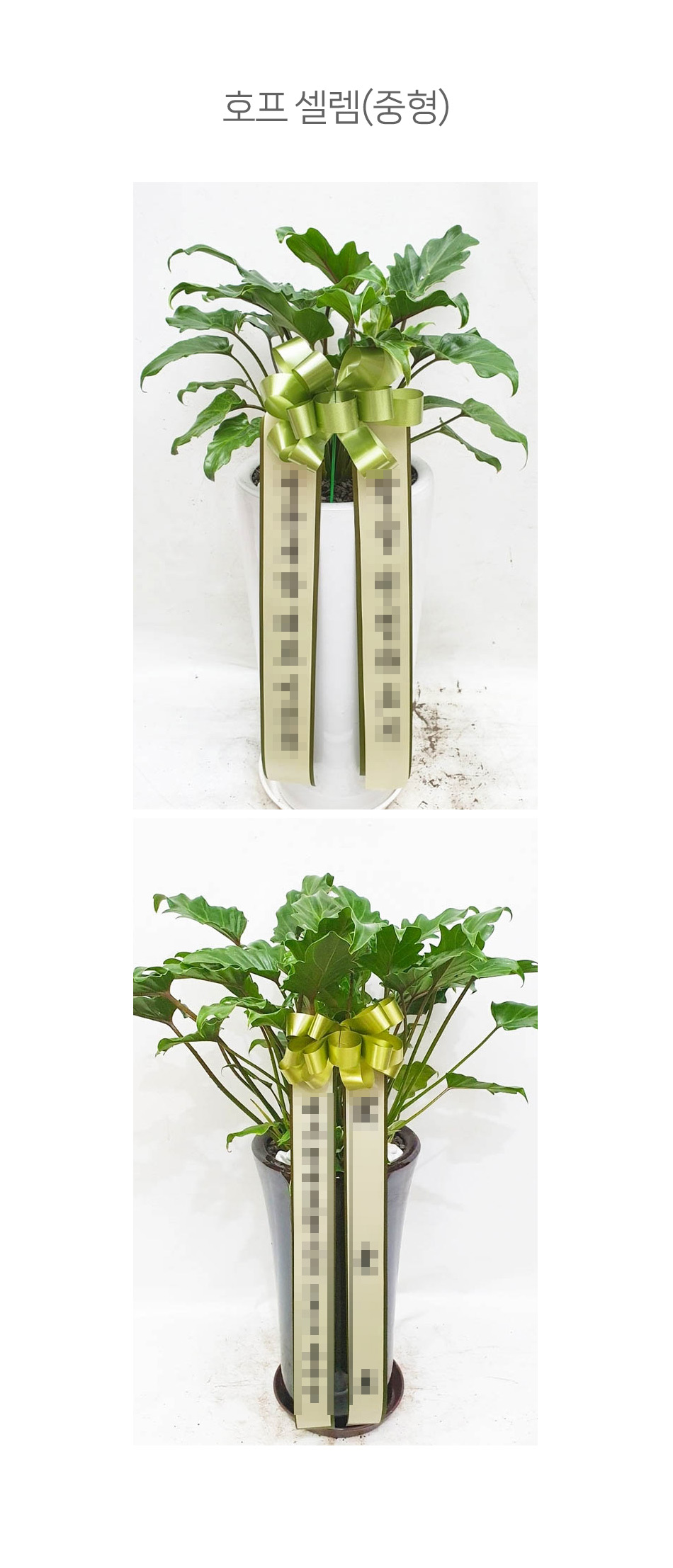 이국적인 잎 호프 셀렘 전국 꽃배달 당일서비스