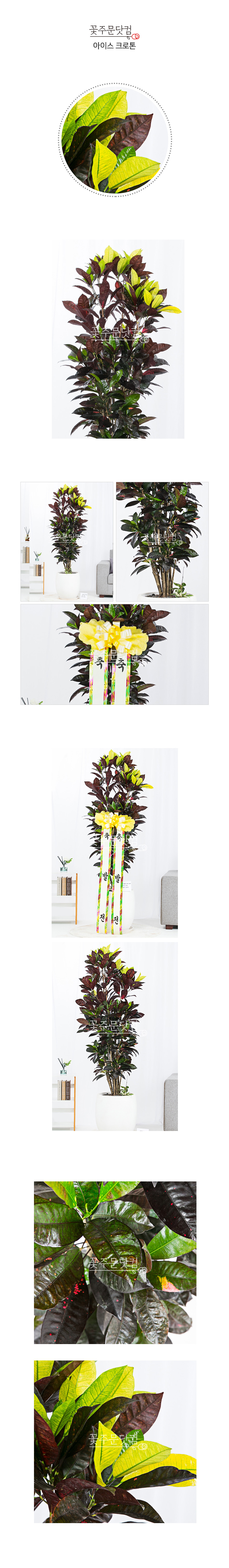 시원한 잎무늬 아이스 크로톤 전국 화분배달 서비스
