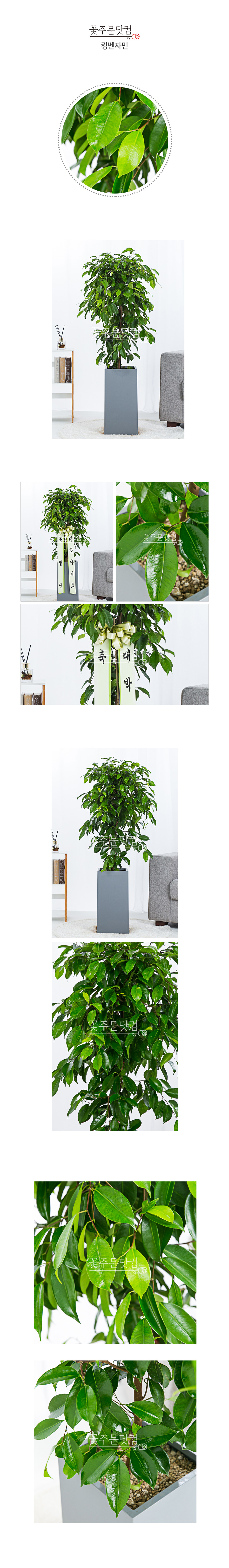 일산 고양 거실 대형화분 킹벤자민 공기청정식물