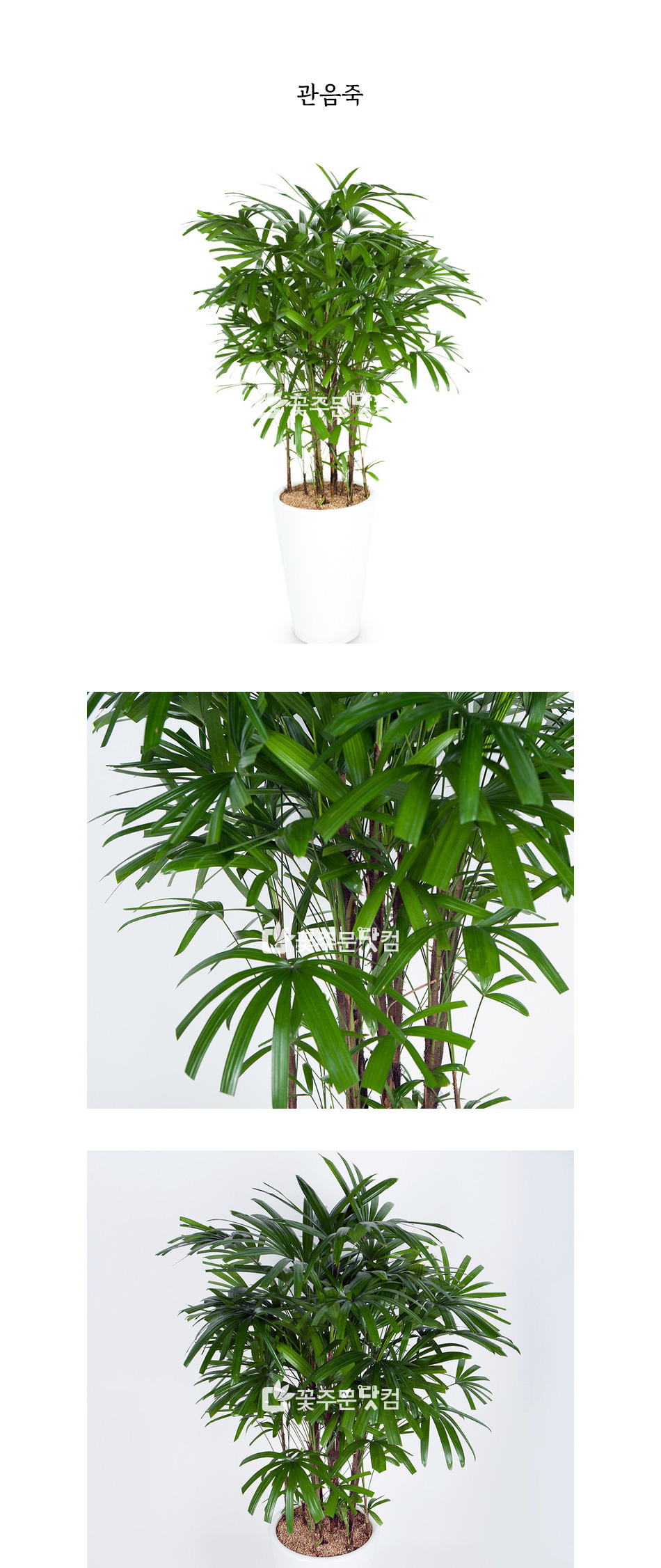 암모니아 제거 관음죽 화분 전국 어디든 당일배송