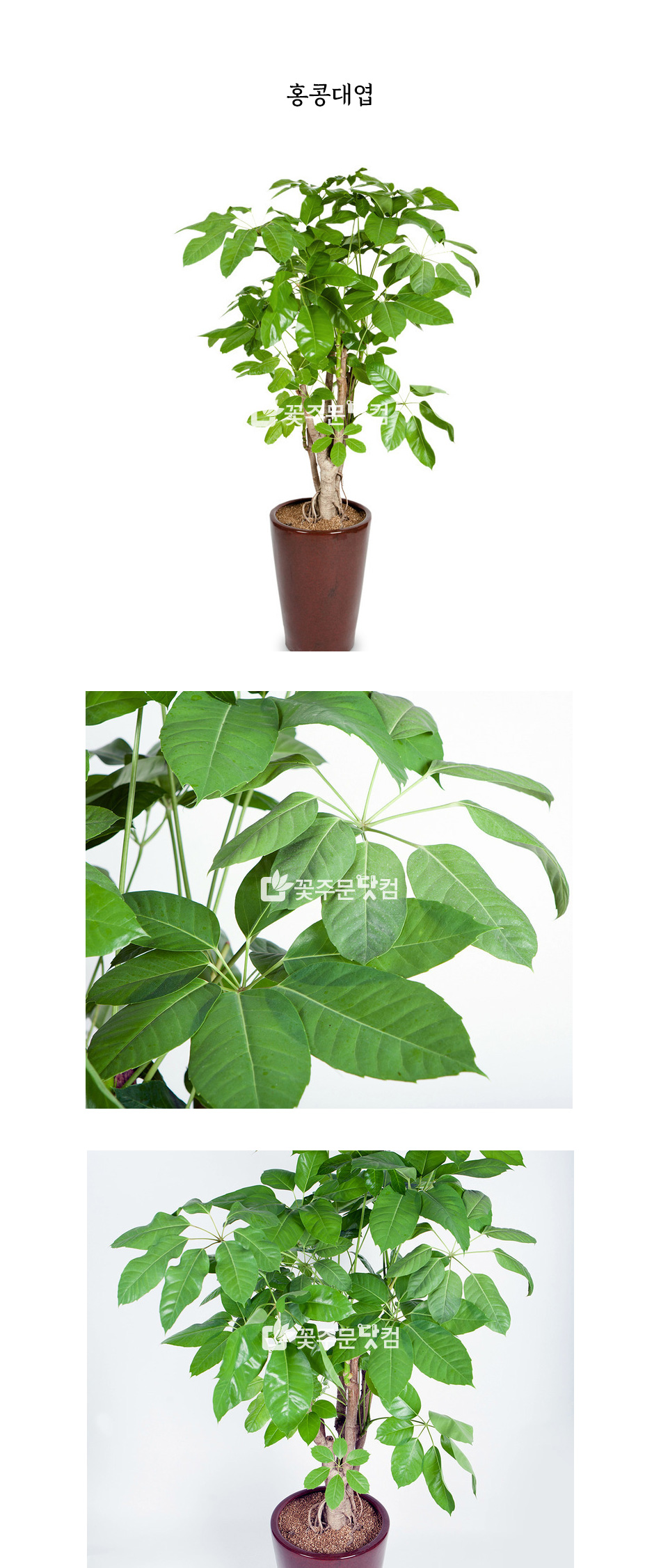 대형 홍콩대엽 화분 서울 주요 비즈니스지구 배송