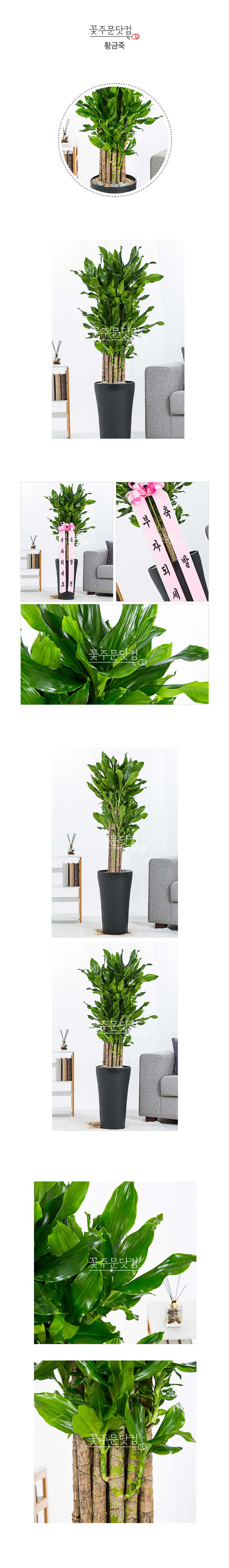 부산 대구 대전 개업축하 황금죽 화분 당일배달