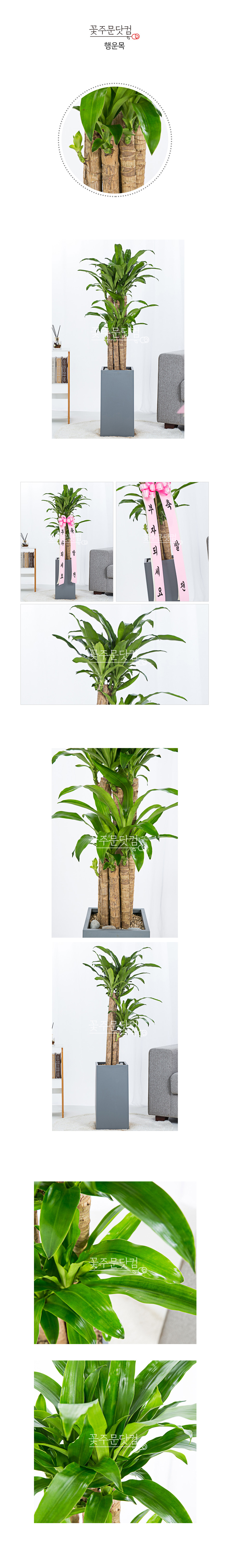 집들이 화분 추천 행운목 2단 전국 꽃배달 서비스