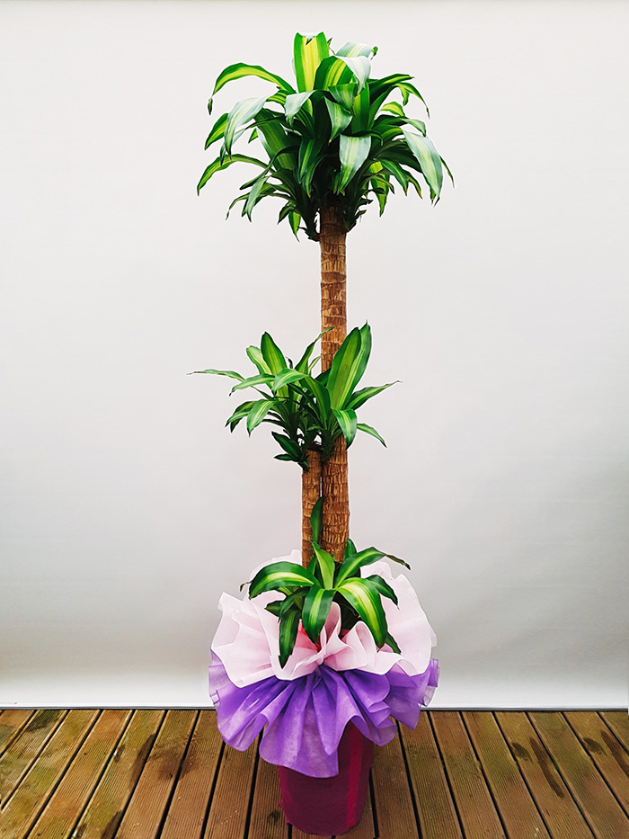 행운목 관엽식물 전국 당일 꽃배달 서비스 꽃주문닷컴