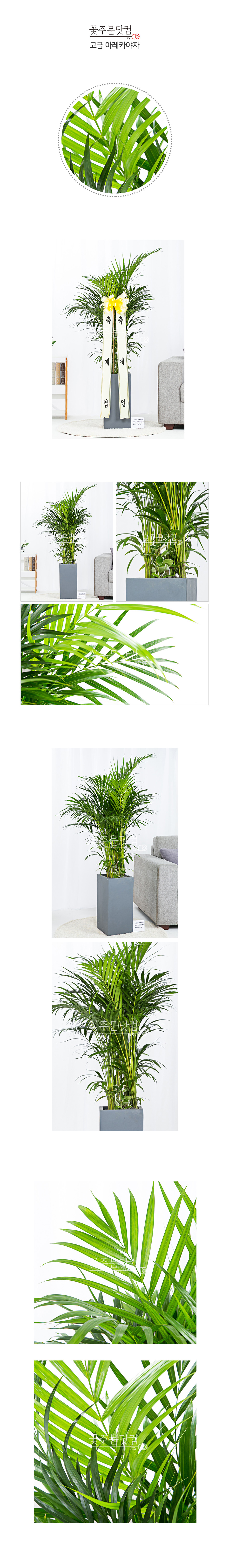 아레카야자 대형화분 수도권 당일배송 꽃주문닷컴