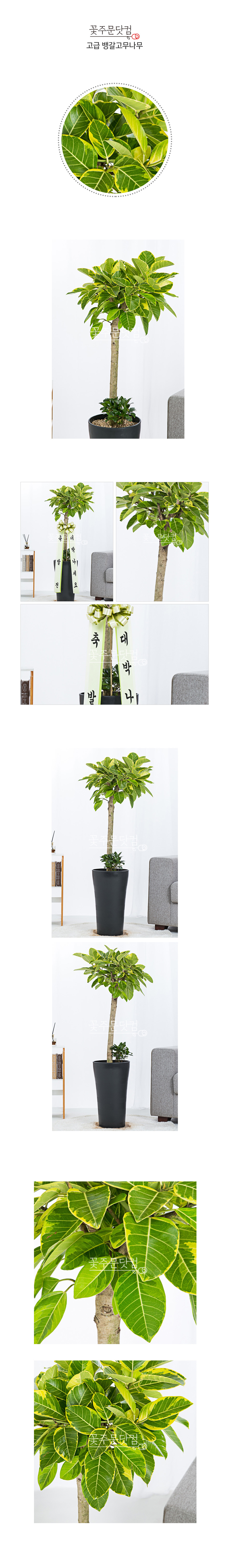 미세먼지 해결사 뱅갈고무나무 판교 광교 개업선물