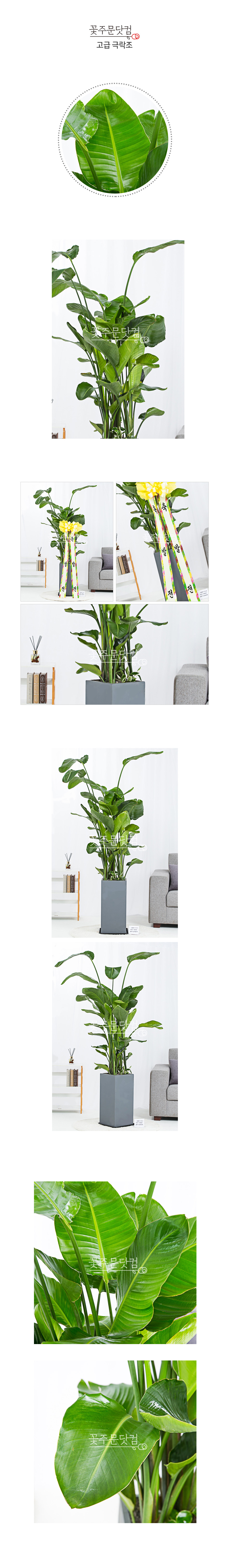 카페 쇼룸 대형화분 극락조 서울 경기 당일배송