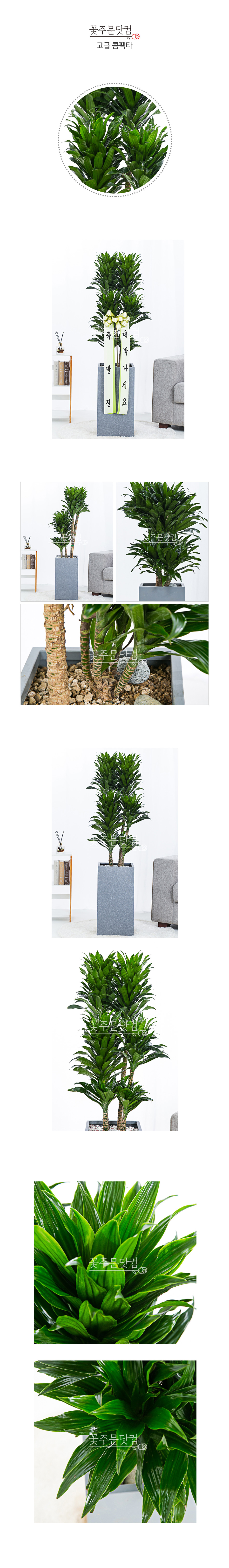 미니멀 인테리어 화분 콤팩타 판교 여의도 배송