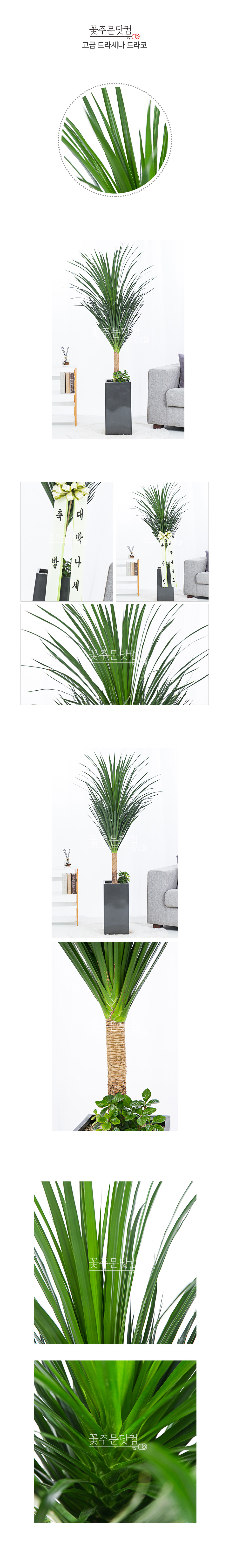 카페 인테리어 드라코 화분 서울 경기 당일배송