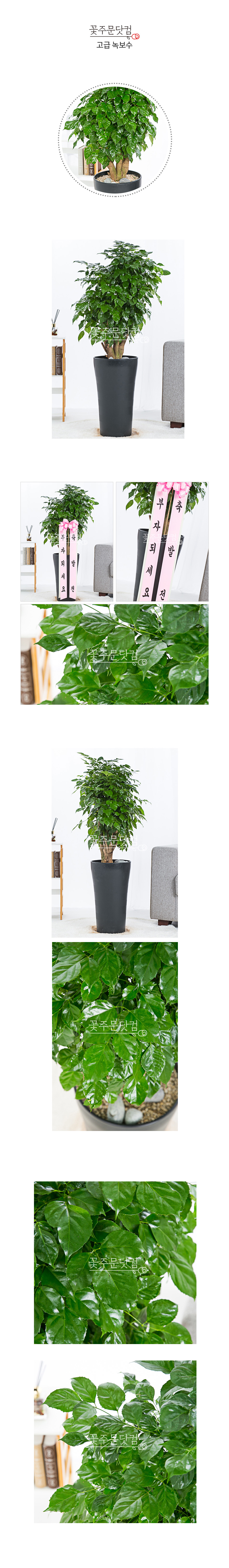 개업식 녹보수 화분 서울 인천 대전 부산 배달