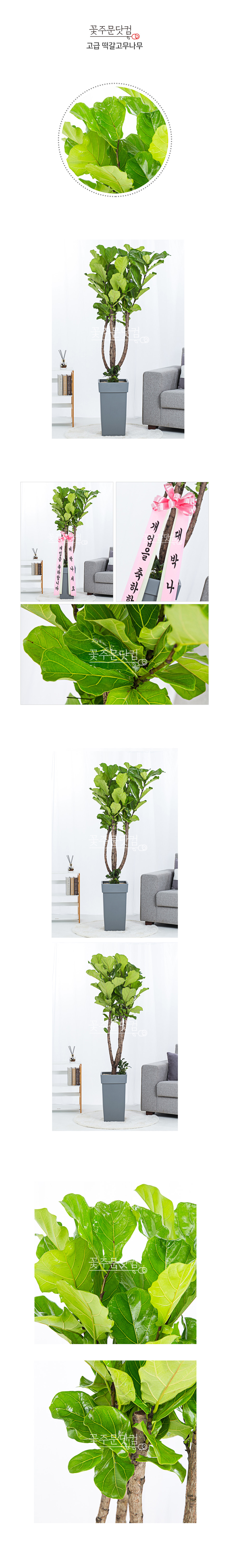 북유럽 인테리어 떡갈고무나무 전국 당일 화분배달