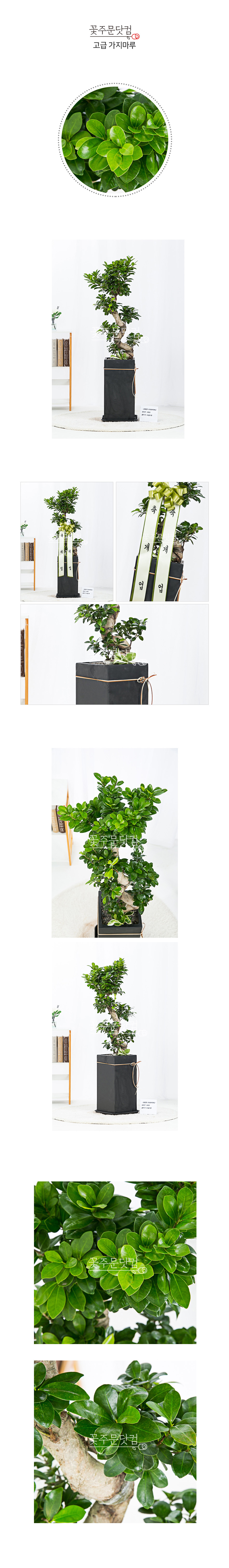 고급 분재 가지마루 팬더 서울 경기 취임축하 배송