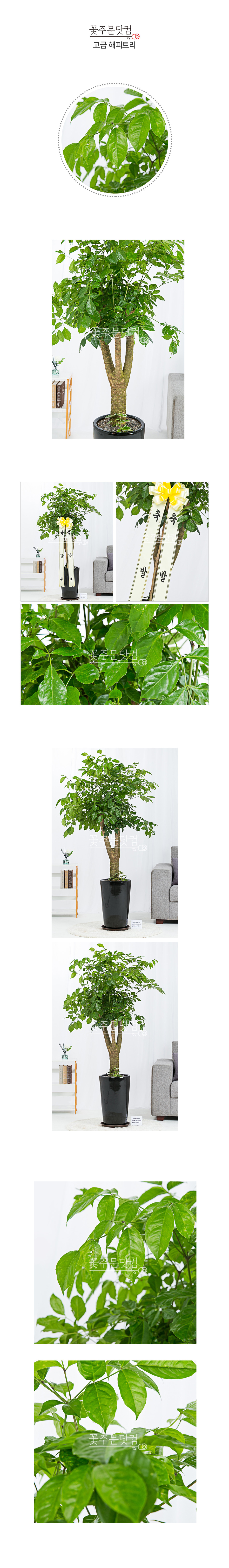 대전 대구 광주 개업축하화분 고급 해피트리 배송