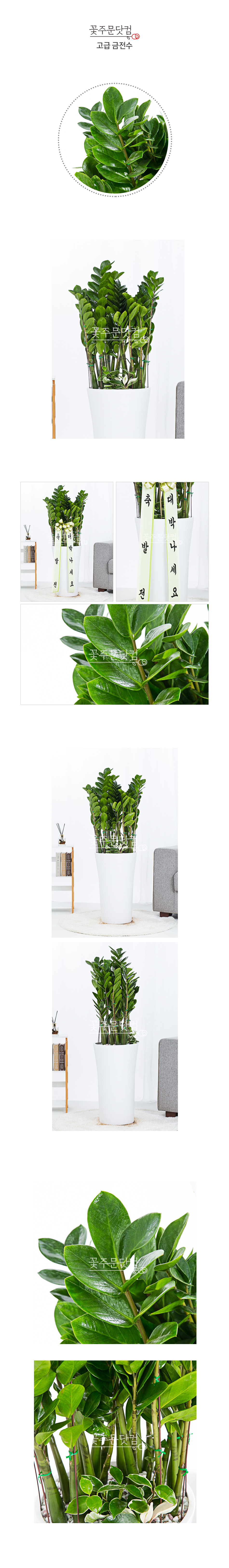 대형 금전수 돈나무 전국 당일 개업 축하 배송