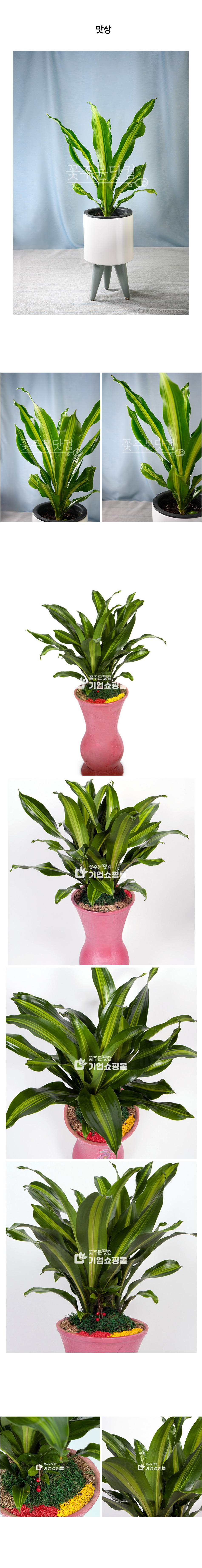 행운목 맛상게아나 화분 전국 당일배송 꽃주문닷컴