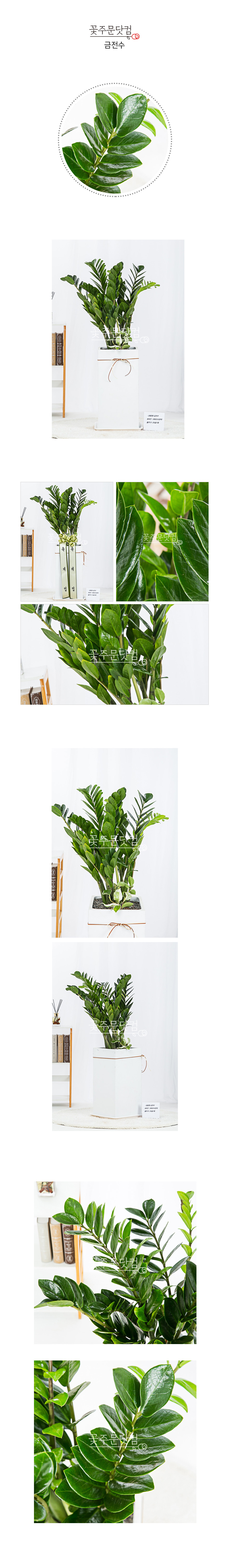 돈 들어오는 식물 금전수 서울 부산 대구 개업배달