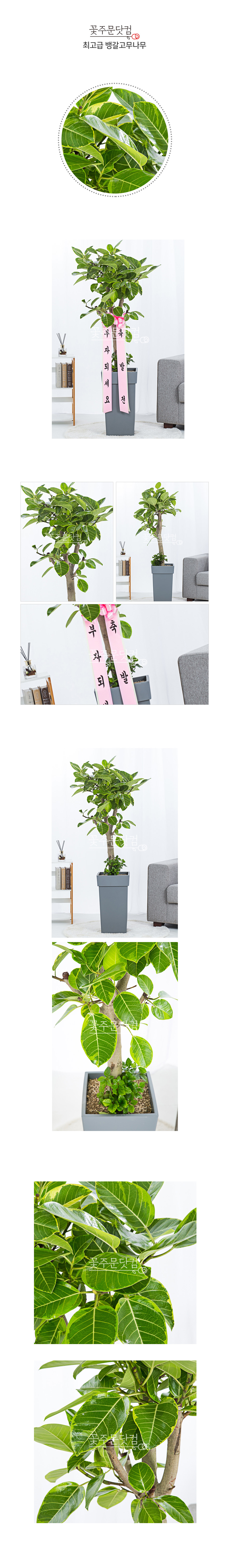 대형 뱅갈고무나무 기업 로비 화분 전국 당일배송