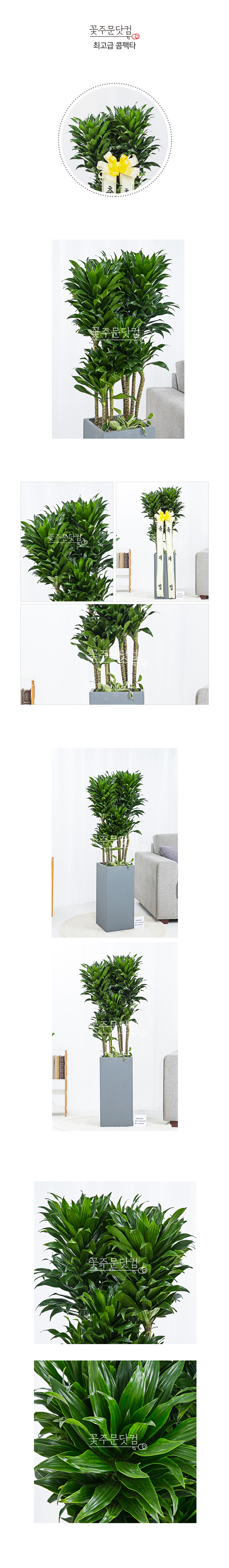 사무실 공기정화 콤팩타 판교 여의도 기업 화분배달