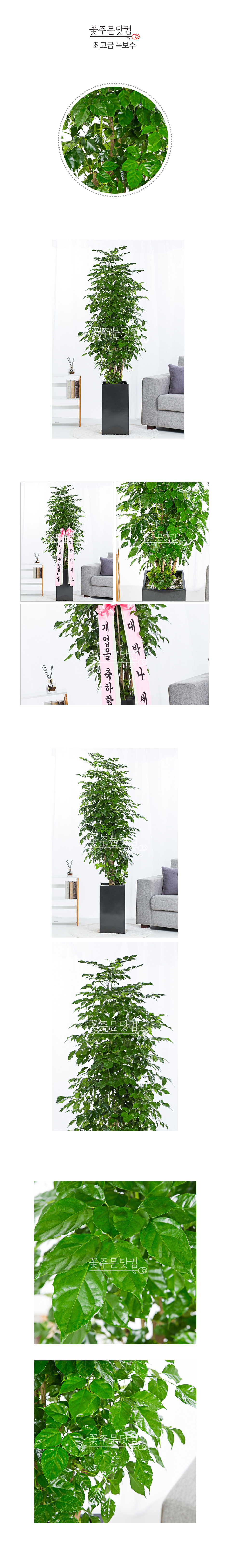 보석나무 녹보수 대형화분 전국 개업축하 배송