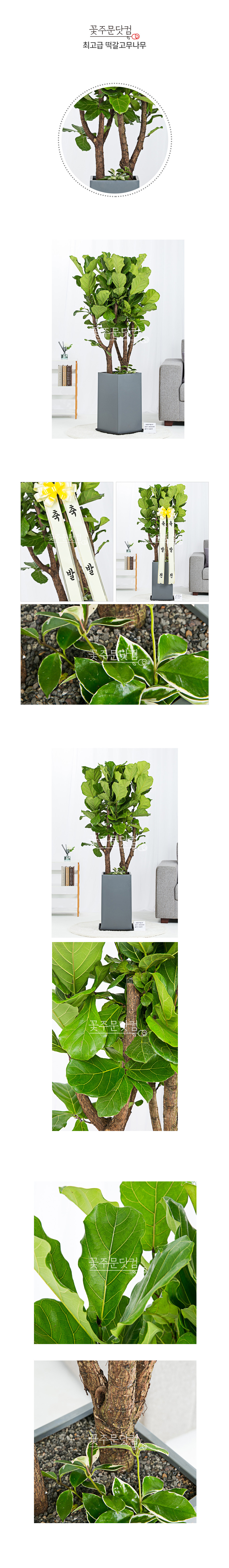 대형 떡갈고무나무 서울 주요 비즈니스지구 배송