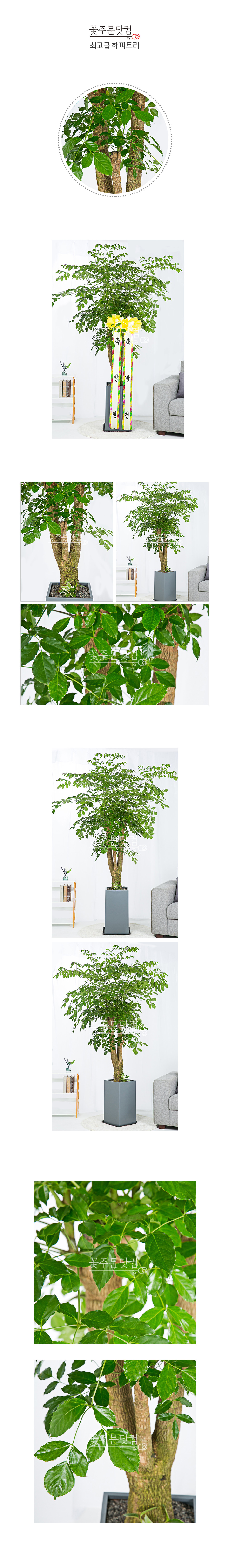 개업화분 베스트 해피트리 대형 서울 경기 배송