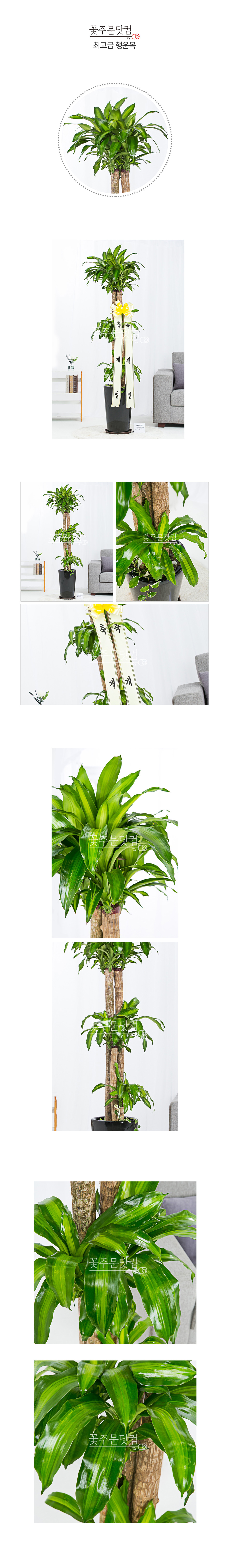 서울 주요 비즈니스지구 배송 최고급 행운목 축하화분