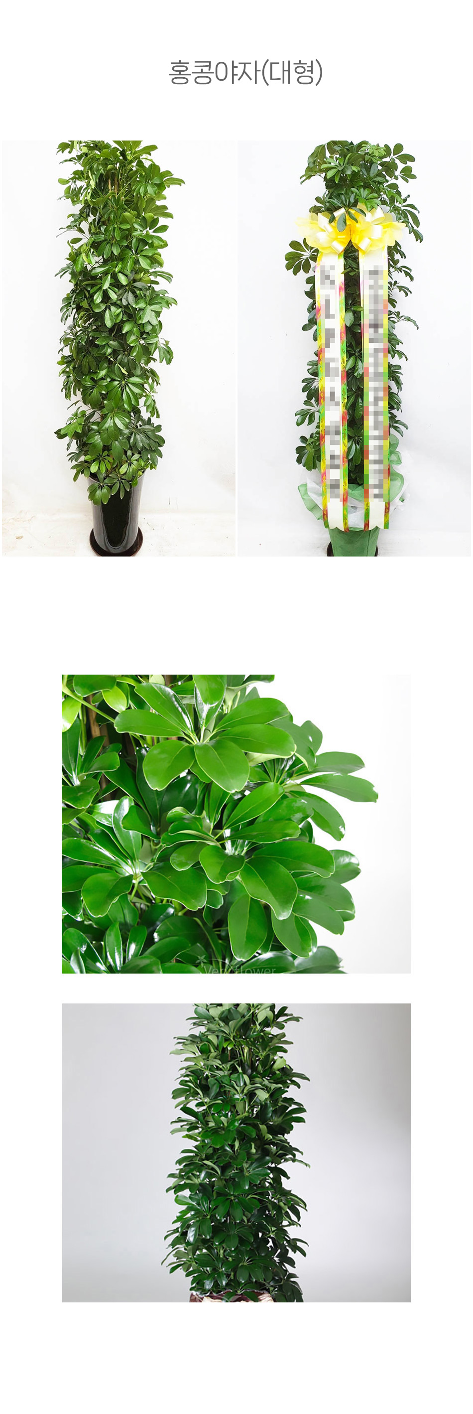 대형 홍콩야자 화분 서울 경기 인천 전국 배송